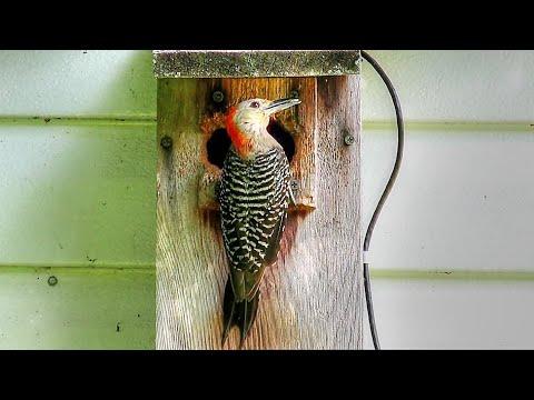 Red Bellied Woodpeckers Feeding Nestlings Video