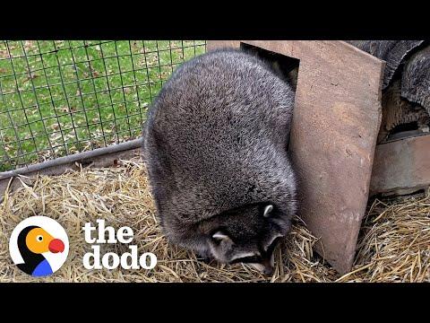 Obese Raccoons Go On A Diet — And It Works! #Video