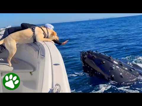 Two Giant Whales Started Playing With My Dog #Video