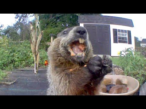 Nothing Is Safe! Chunk The Groundhog Video