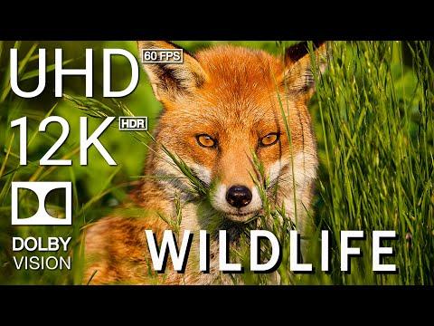 WILDLIFE - 12K Scenic Relaxation Film With Inspiring Cinematic Music - 12K (60fps) Video Ultra HD #V