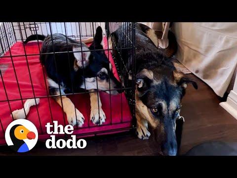 Shelter Puppy Waits Outside Her Scared Mom's Crate To Comfort Her  #Video