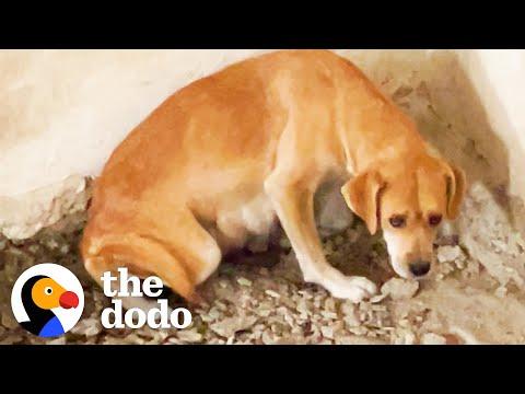 Mama Dog Was Trapped Underground With Her Puppies #Video