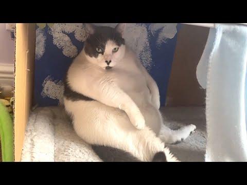 Grandma takes on 40 pound cat #Video