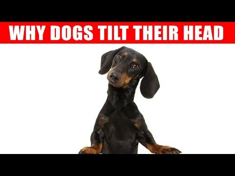 Why Dogs Tilt Their Heads When You Talk to Them (and 6 Other Dog Behaviors Explained) #Video