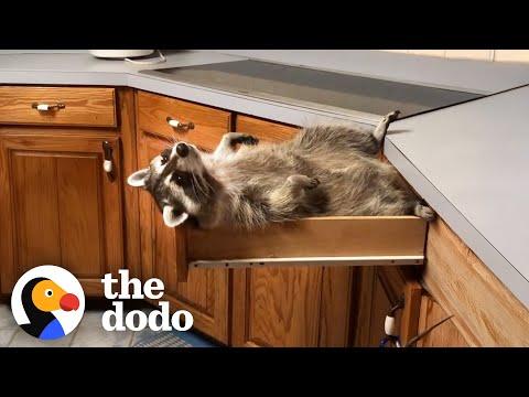 Rescue Raccoon Is The Favorite Child #Video