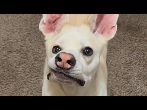 Dog hilariously tries to talk human #Video