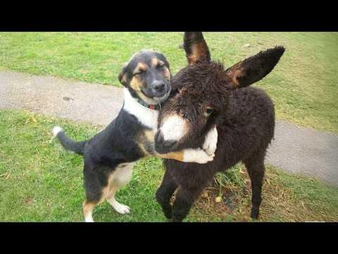 Cute Animal Odd Couples That Will Definitely Brighten Your Day! #Video