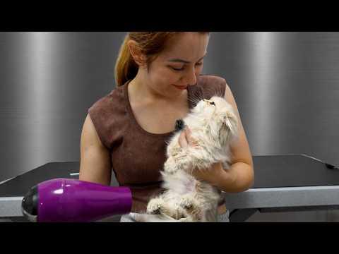I Was Not Prepared For This Much Fluffy Adorableness #Video