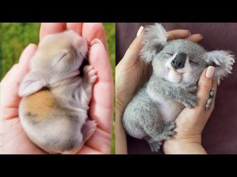 Cutest baby animals Videos Compilation Cute moment of the Animals - Cutest Animals #12