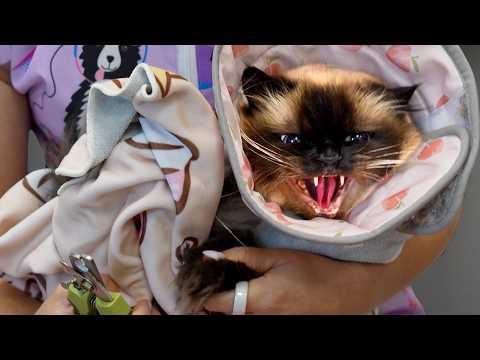 Abort Mission. I Repeat...ABORT MISSION! #Video