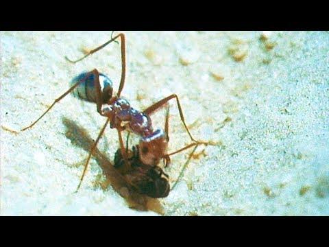How Ants Use The Sun to Find Food | Trials of Life | BBC Earth