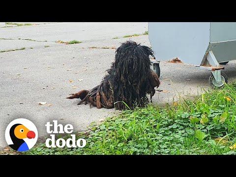 The Most Dramatic Rescue Dog Transformations #Video