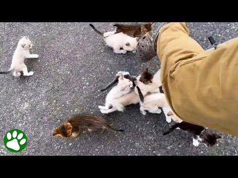 Man is ambushed by 13 homeless kittens #Video