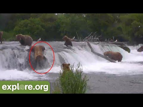 Bears Falling off Brooks Falls Video
