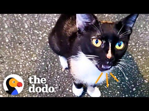 Stray Cat Starts Showing Up At Couple's New House #Video