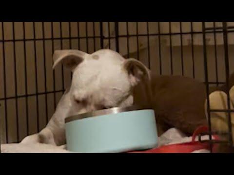 I adopted this scared pit bull. Here's what happened. #Video