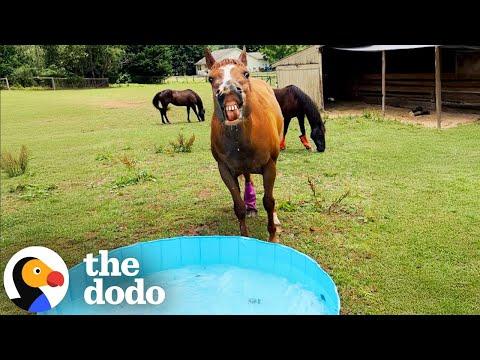 Rescue Horse Insists On Pool Parties For The Sweetest Reason #Video