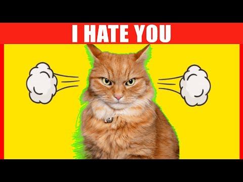 15 Signs Your Cat Isn't Fond of You #Video