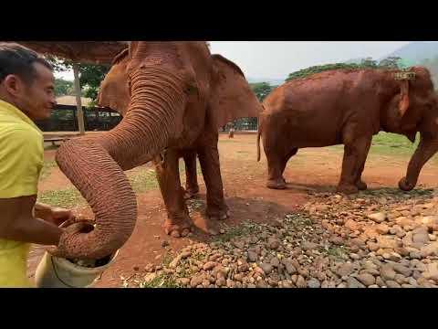The Secret Of Deliciousness From Mahout - ElephantNews #Video