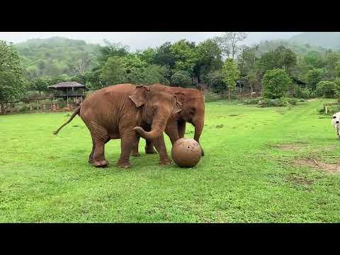 Enrichment Time: TikTok & Mae Kheaw's Playful Encounter - ElephantNews #Video