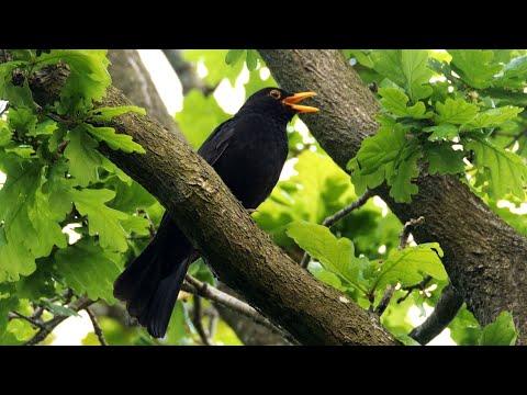 Singing Blackbird 2022 #Video