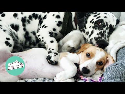 Dwarf Dalmatian Didn't Expect He Would Have to Share Toys #Video