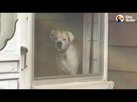 Dog Stalks His Owner From Every Window | The Dodo