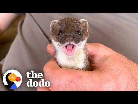 Tiny Baby Stoat Has The Best Reaction When She Meets Someone Like Her #Video