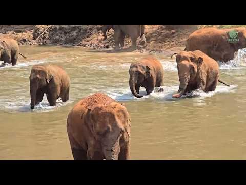 Elephant Joyful Riverside Gathering of the Yong Ones - ElephantNews #Video
