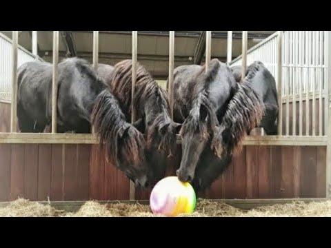 Help! A ball in the stable! How do the Friesian horses react to the ball?