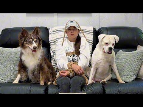 When Dog Parents Try to Leave | Layla The Boxer #Video