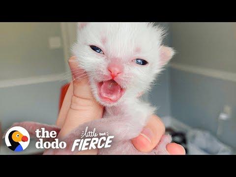 Pocket-Sized Kitten Grows Up To Be A Wild Woman Video | The Dodo Little But Fierce