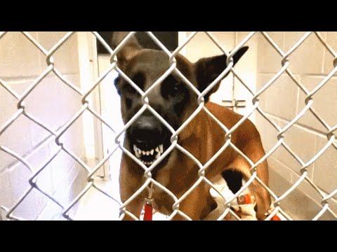 Aggressive shelter dog turns out to be a giant love bug #Video