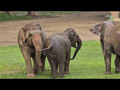 A Mother Elephant Always Knows Her Baby’s Call - ElephantNews #Video