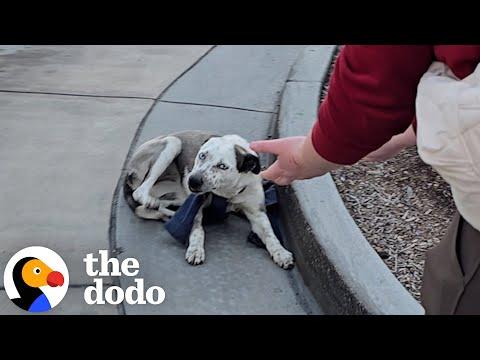 They Just Got This Abandoned Dog's Owner On The Phone #Video