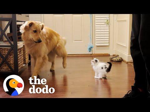 Golden Retriever Helps Raise Kitten #Video