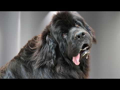 I Wasn't Ready for How Sweet This Newfoundland Dog Was #Video
