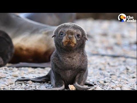 3 Minutes Of The Cutest Animals In The Whole World