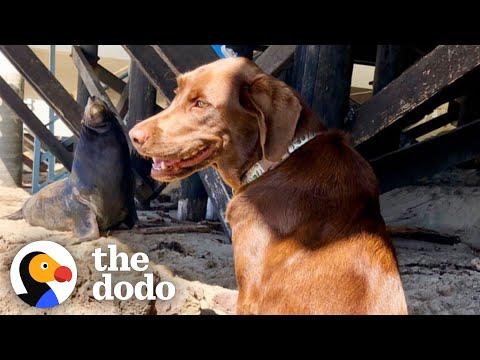 Wild Sea Lion Visits His Dog BFF Every Day  #Video