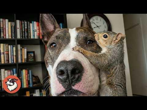 Dog Raises Baby Squirrel And They Become Best Friends #Video