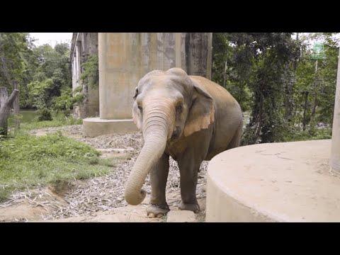 Malee's Transformation: From Chains to Freedom at Elephant Nature Park - ElephantNews #Video