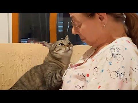 When Cats Want Attention From Their Owner #Video