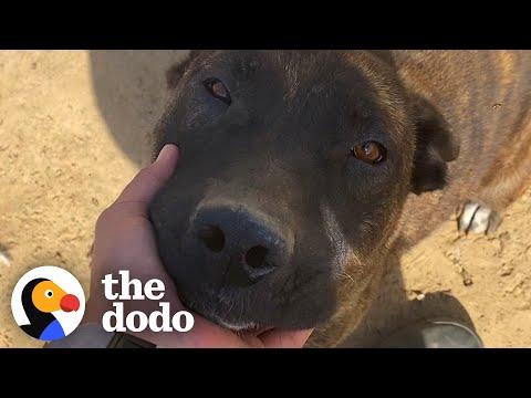 Woman Rescues Dog Left Tied Up In 100 Degree Heat #Video