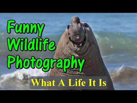 Funny Wildlife Photography What A Life It Is #Video