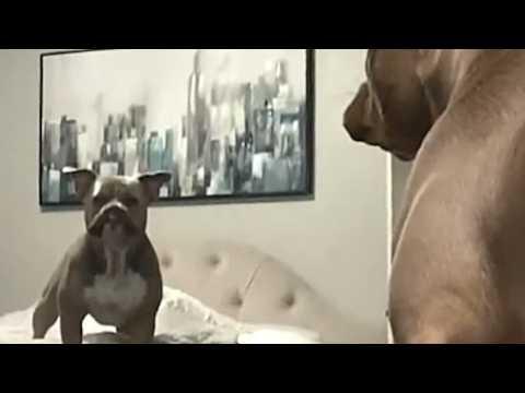 Dog defends family from his own reflection #Video