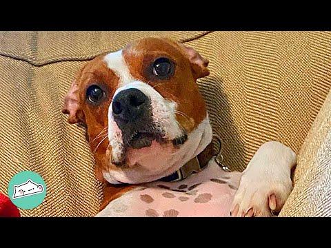 Beagle Cries To 'Marley and Me' and Barks at 'The Grinch'  #Video