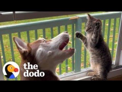 Kitten Grows Up Wrestling With Huskies #Video