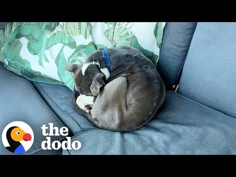 Woman Wakes Up To A Pit Bull Curled Up On Her Outdoor Couch #Video