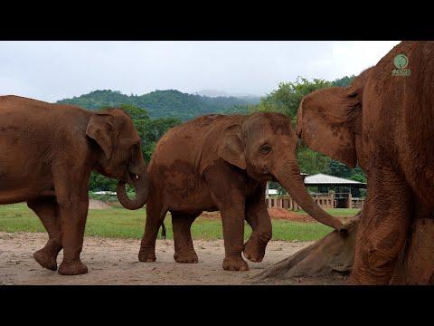 Elephant Invite Friend To Be Part Of Their Fellowship Again - ElephantNews #Video